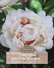Peony paeonia festiva for sale  UK