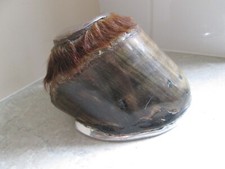Victorian taxidermy horse for sale  DAVENTRY