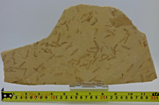 Insect larvae rare for sale  CIRENCESTER