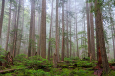western red cedars for sale western red cedars for sale Albany