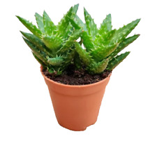 Aloe juvenna mini for sale  Modesto