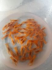 Dwarf mexican orange for sale  De Leon Springs