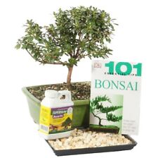 Satsuki azalea bonsai for sale  Patchogue