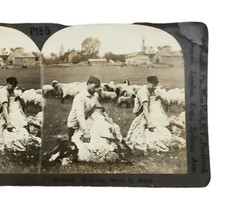 Shearing sheep hand for sale  Mansfield