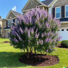 Chaste tree seeds for sale  Saint Augustine