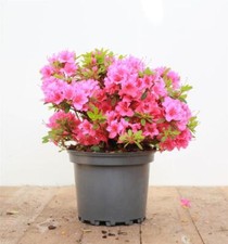 Rhododendron btusum michiko gebraucht kaufen  Westerstede