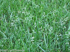 Tall fescue grass for sale Tall fescue grass for sale  DARLINGTON