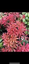 Pieris mountain fire for sale  CRAIGAVON