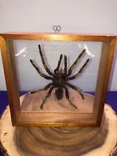 Real giant tarantula for sale  Sherman Oaks