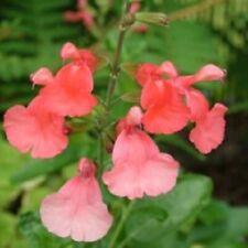 Perennial salvia plug for sale  MARCH
