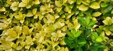 Euonymus varigated oldfashion for sale  Clinton