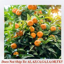 Satsuma orange tree for sale  Vero Beach