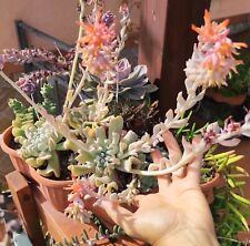Vaso pianta echeveria usato  Barcellona Pozzo di Gotto