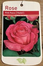 Pink peace bareroot for sale  WISBECH