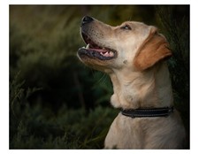 Beautiful golden retriever for sale  Wyoming