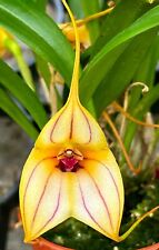 Masdevallia angel stripes usato  Spedire a Italy