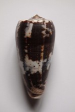 Conus magus d'occasion  Gazeran