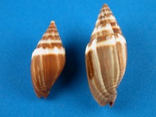 Mitra tristis pair for sale  Kapolei