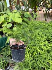 Araucaria heterophylla 40cm gebraucht kaufen  Nordkirchen