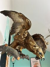 Taxidermy tassidermia fagiano usato  Torino