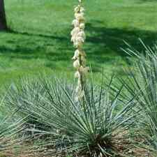 Yucca glauca soapweed for sale  HORSHAM