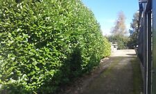 Prunus laurel rotundifolia for sale  DRIFFIELD