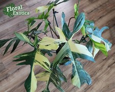 Florida beauty variegated for sale  West Covina