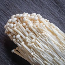 Enoki liquid culture for sale  CAMBRIDGE