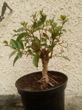Pré bonsai troene d'occasion  Blagnac