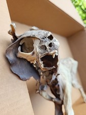 mummified for sale  Oxford