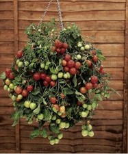 Tumbling tomato red for sale  BRIGHTON
