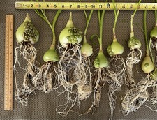 Wysiwyg bare root for sale  Anderson