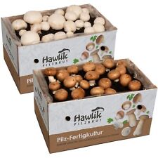 Champignons selber züchten gebraucht kaufen  Langweid a.Lech