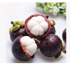 Thai mangosteen delicious for sale  WEMBLEY