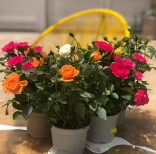 Rose bushes pot for sale  SPALDING