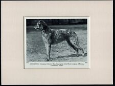 Scottish deerhound old for sale  COLEFORD