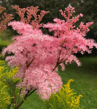 25 Semillas de reina de la pradera - Filipendula rubra , floración espectacular comprar usado  Enviando para Brazil