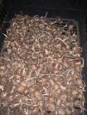 50 BULBI DI ZAFFERANO PRODOTTI AD AGEROLA BIO OTTIMA PRODUZIONE FIORITURA na sprzedaż  Wysyłka do Poland