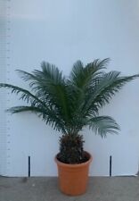 Pianta cycas cicas usato  Altamura