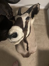 Gemsbok shoulder mount. for sale  Buda
