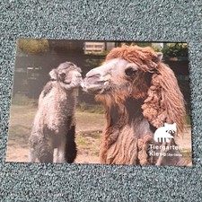 kamel gebraucht kaufen kamel gebraucht kaufen Hamburg