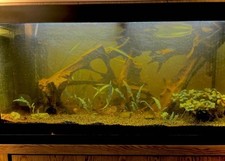 Fluval roma 200 for sale  SWINDON
