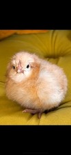 Super show quality for sale  DROITWICH