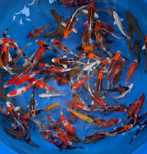imported koi japanese for sale imported koi japanese for sale Lakeland