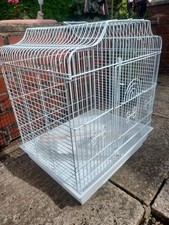 Liberta siam budgie for sale  WREXHAM
