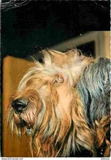 Animals dogs flanders d'occasion  Expédié en Belgium