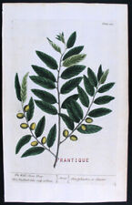 olivi piante usato olivi piante usato Urbino