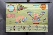 mapa vintage, olho humano, corpo humano, medicina, biologia comprar usado  Enviando para Brazil