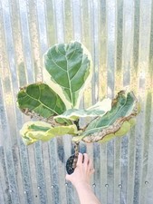 leaf fiddle fig 2 plants for sale leaf fiddle fig 2 plants for sale Homestead