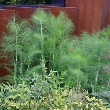 Fennel green plug for sale  LONDON